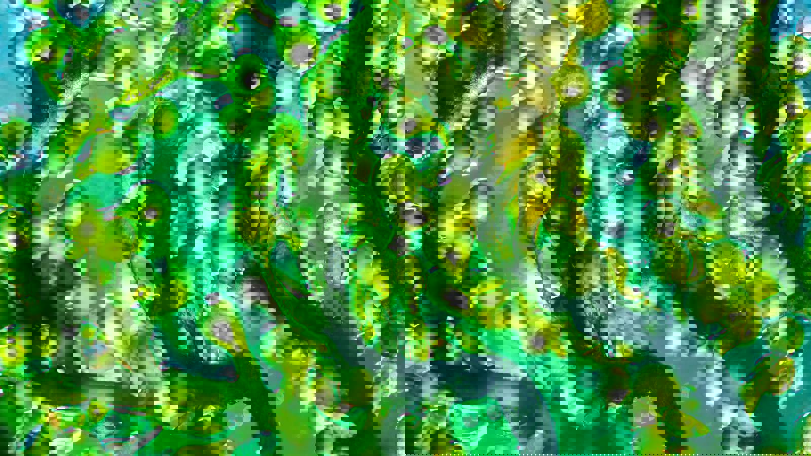 Close up image of green algae