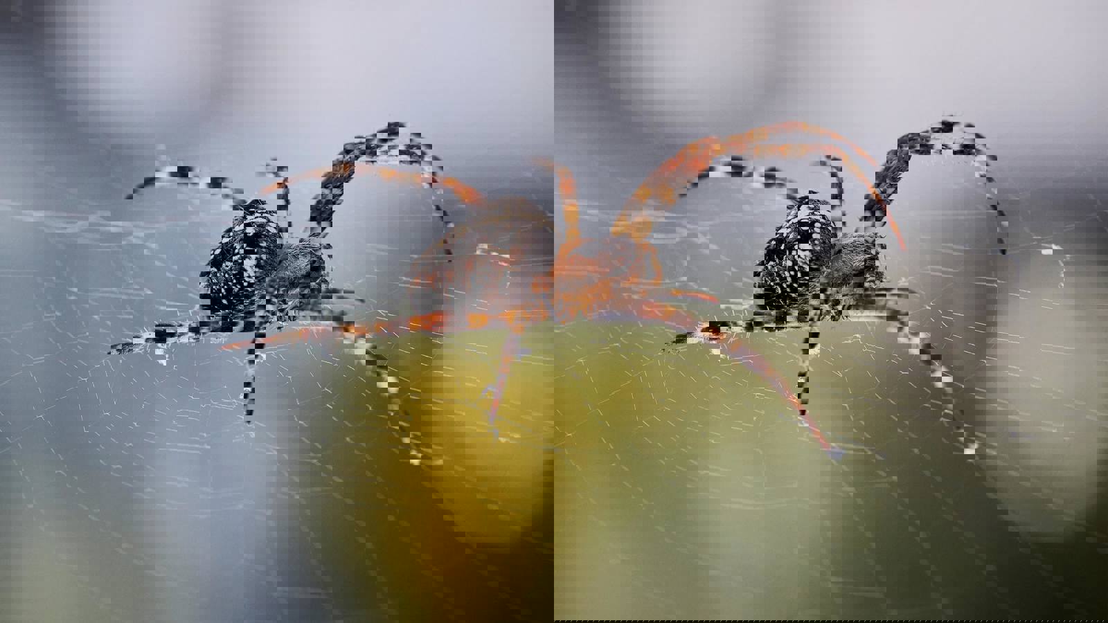 Spider sitting on top of spider web