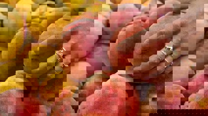 Hand Testing Peaches For Ripeness