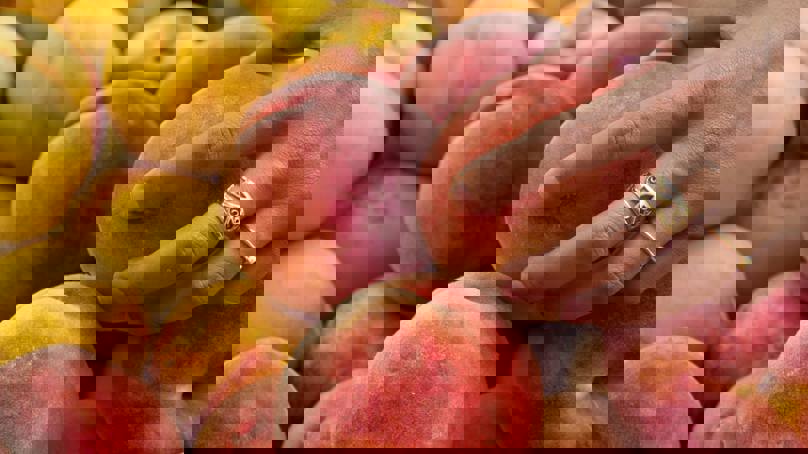 Hand Testing Peaches For Ripeness