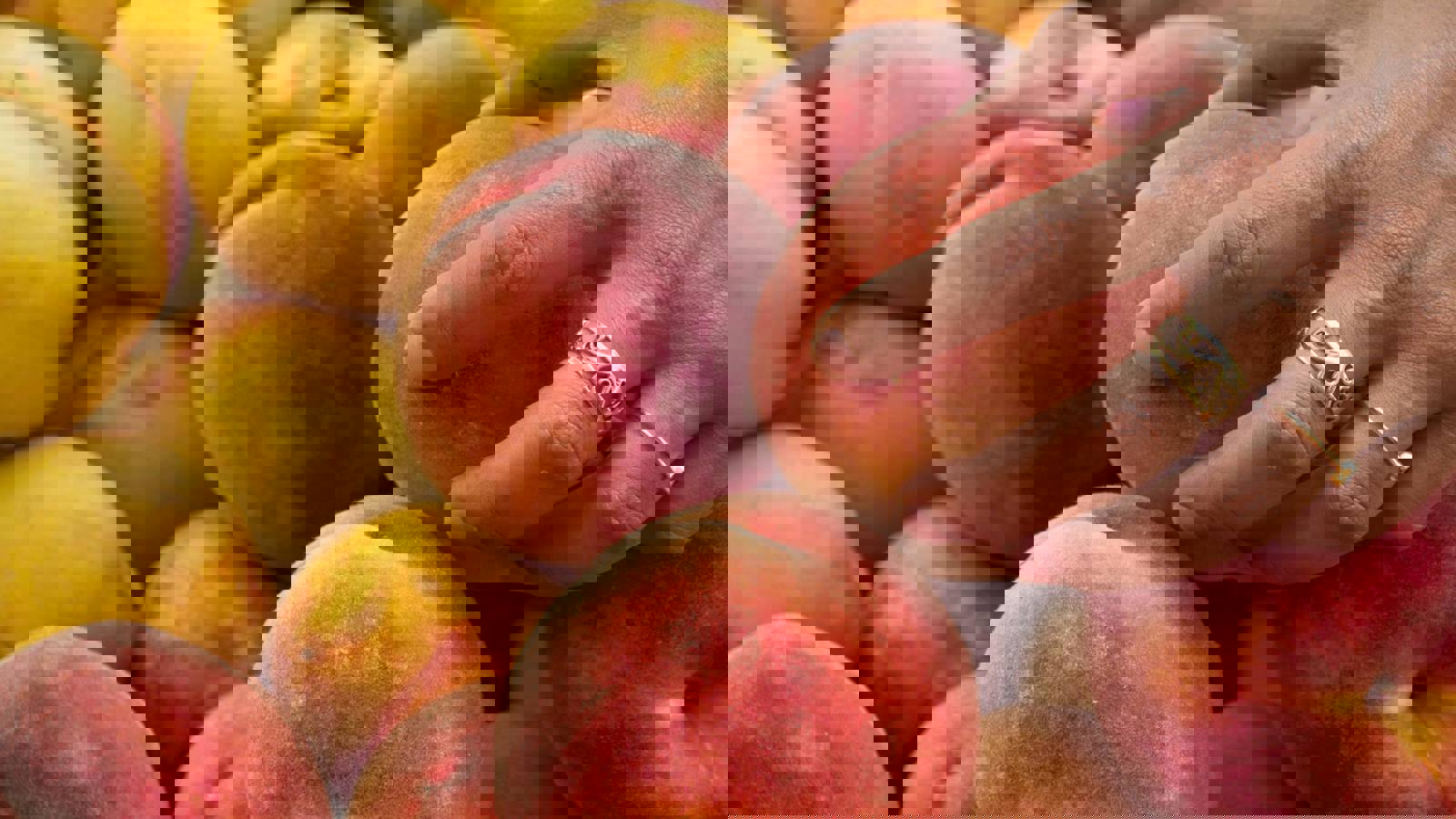 Hand testing peaches for ripeness