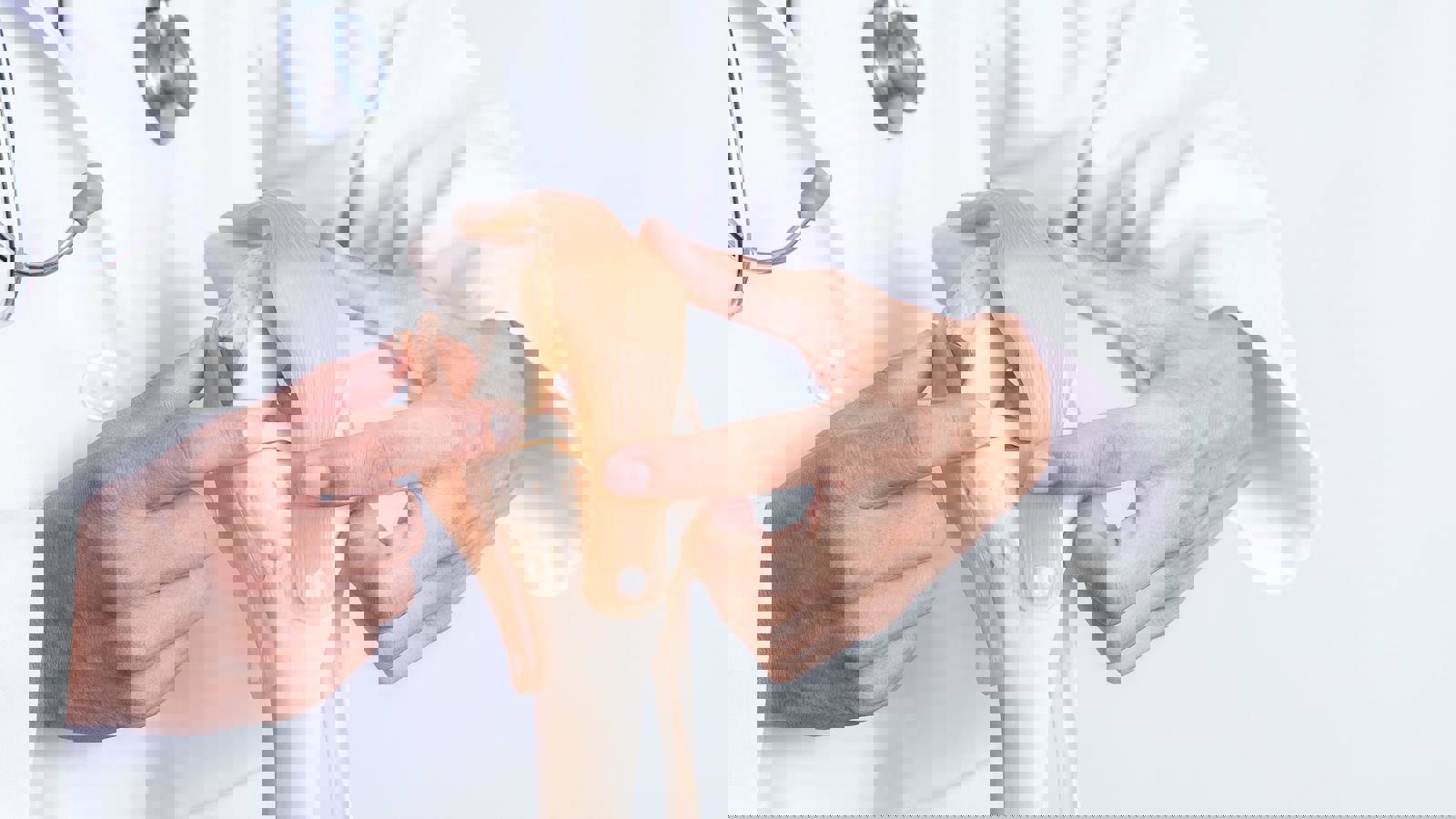 Doctor wearing white coat examines model of cartilage attached to knee joint