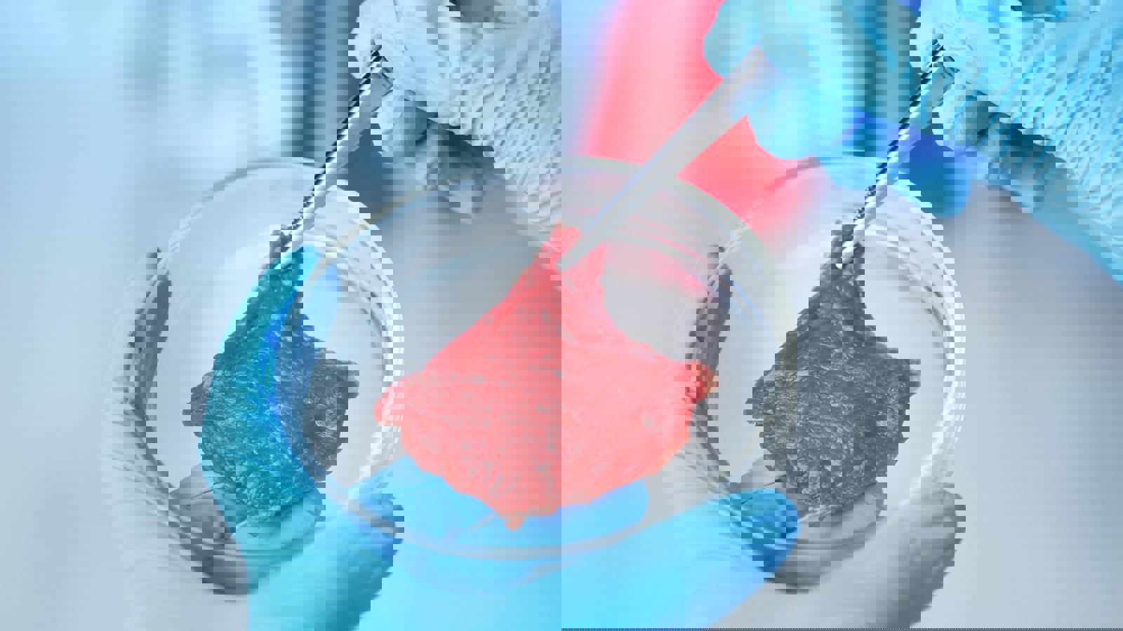 hands wearing blue gloves holding petri dish containing cultured meat sample