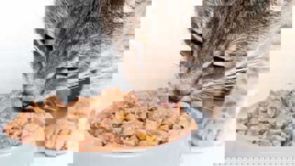 Petfood: The application of texture analysis on the latest developments