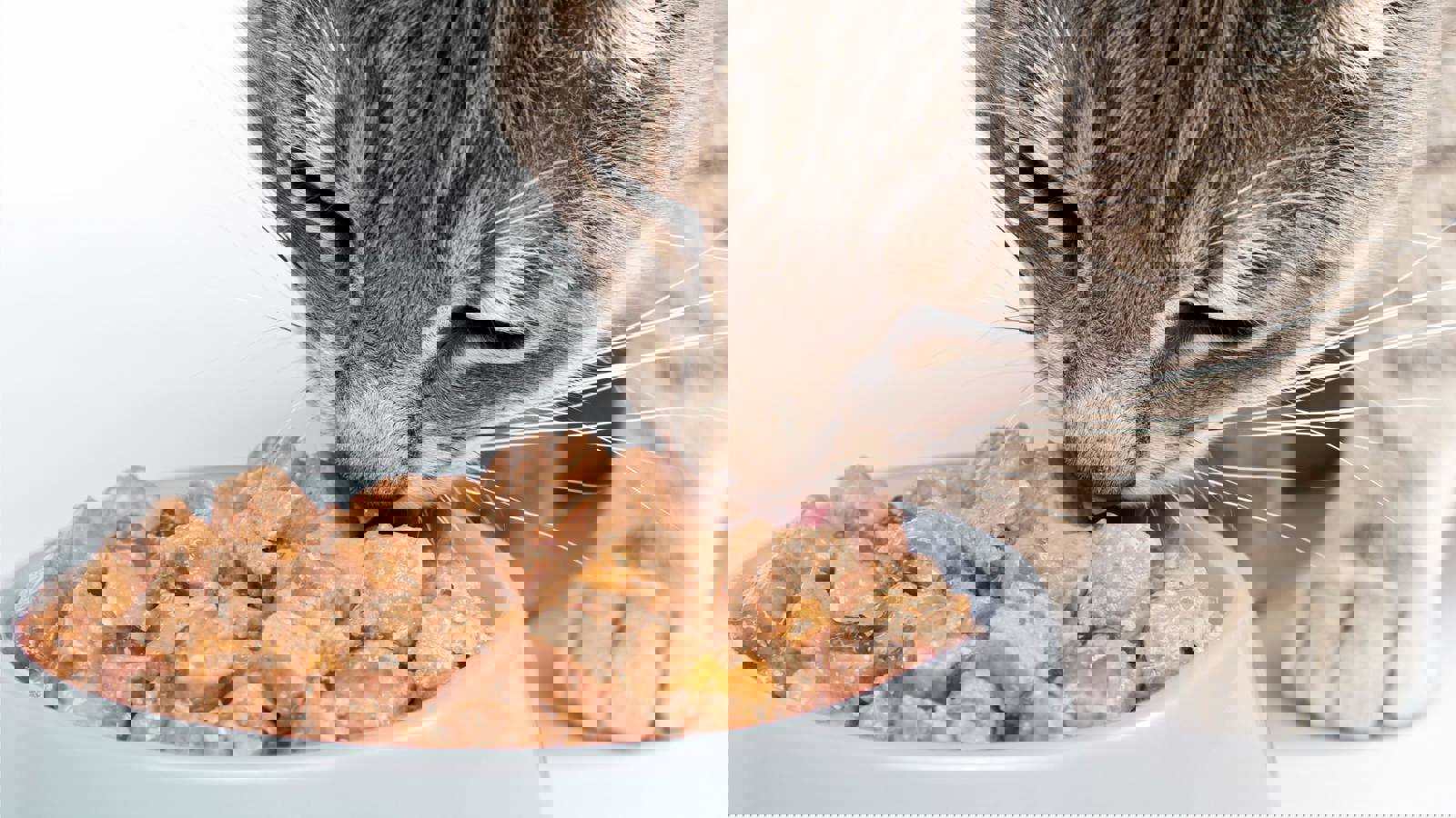 Cat eating wet cat food